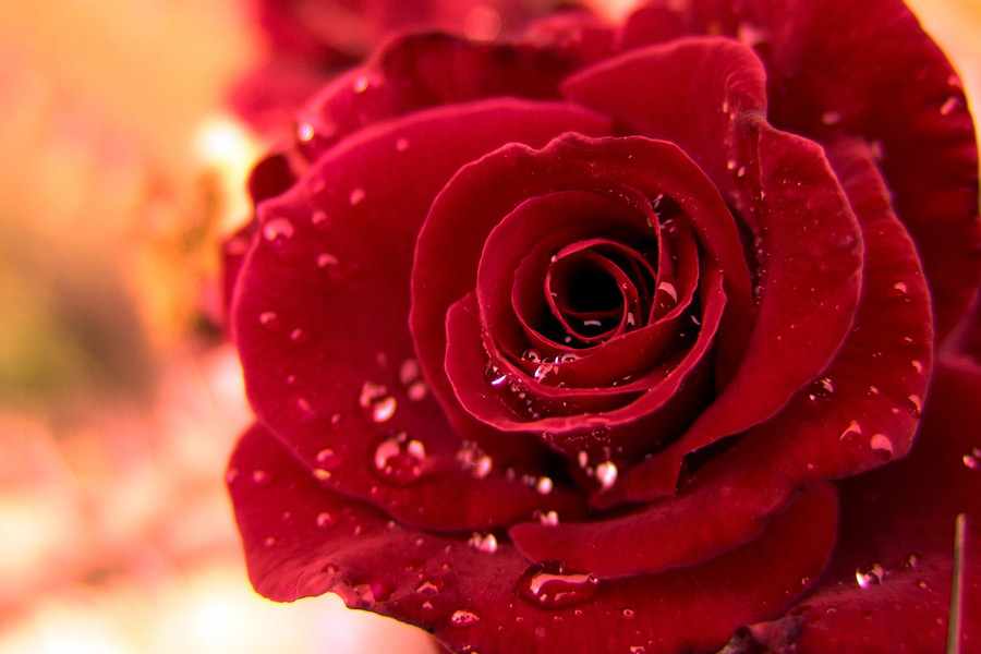 Символ любви: красная роза